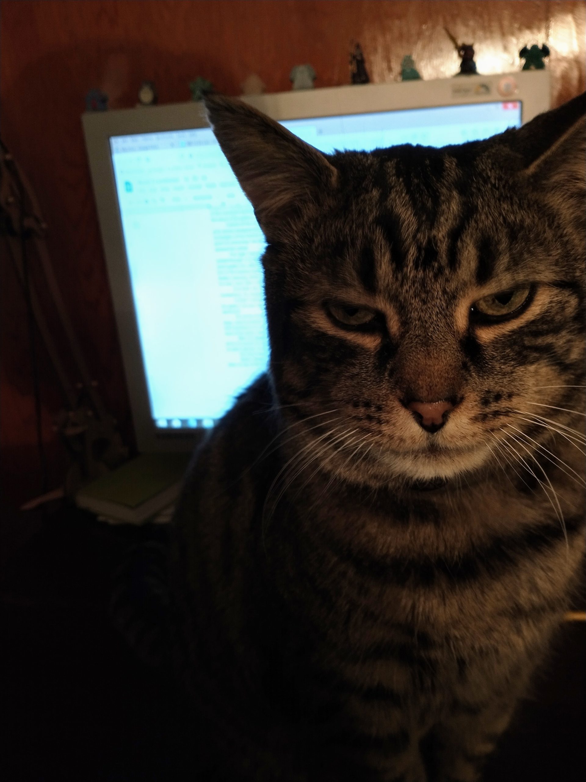 An image of a tabby cat sitting directly in front of a computer monitor, very much getting in the way.