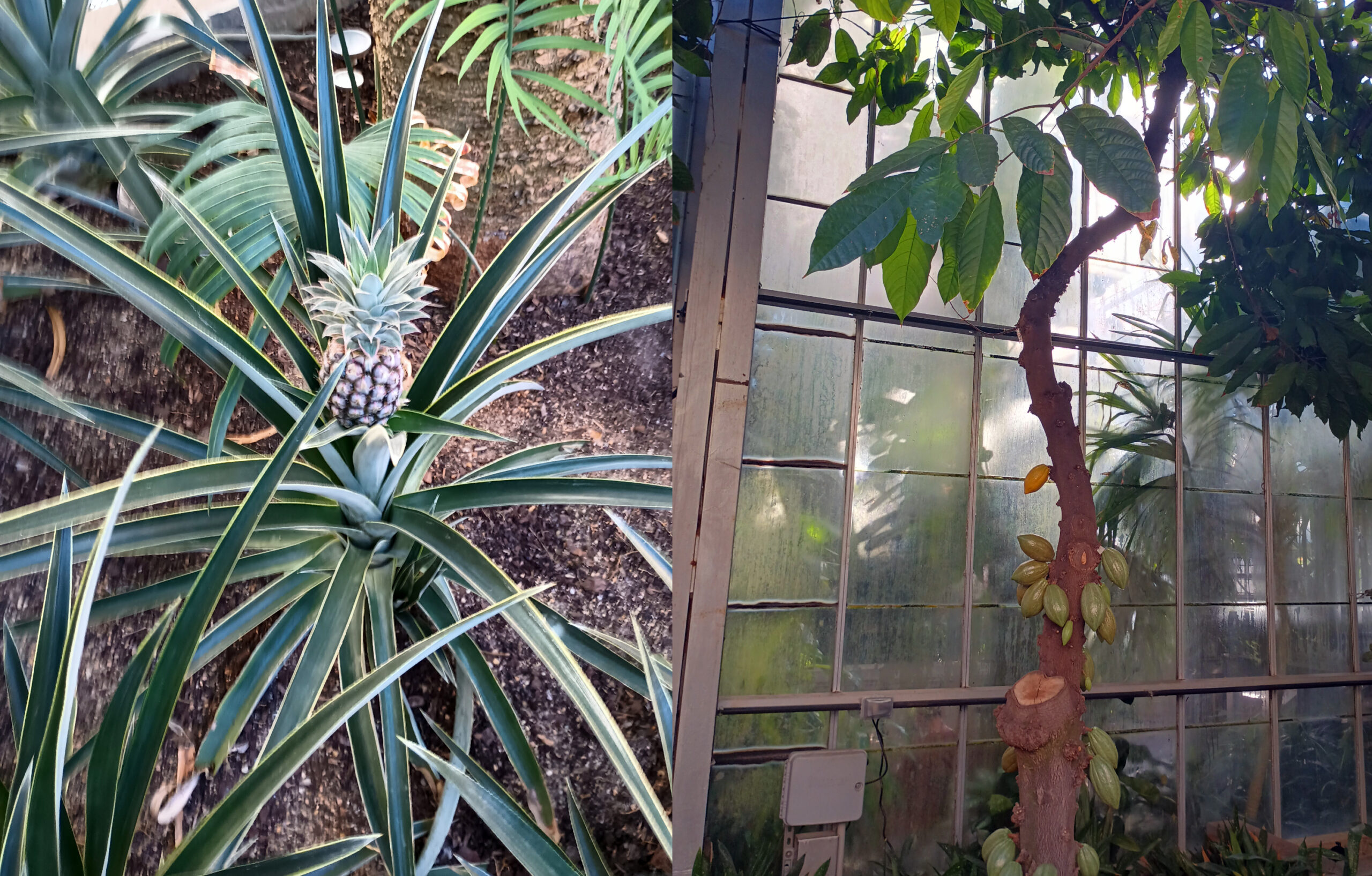 A split screen with two photos of plants: on the left, a pineapple plant surrounded by similar plants; on the right, a chocolate tree, with a glass wall behind it.