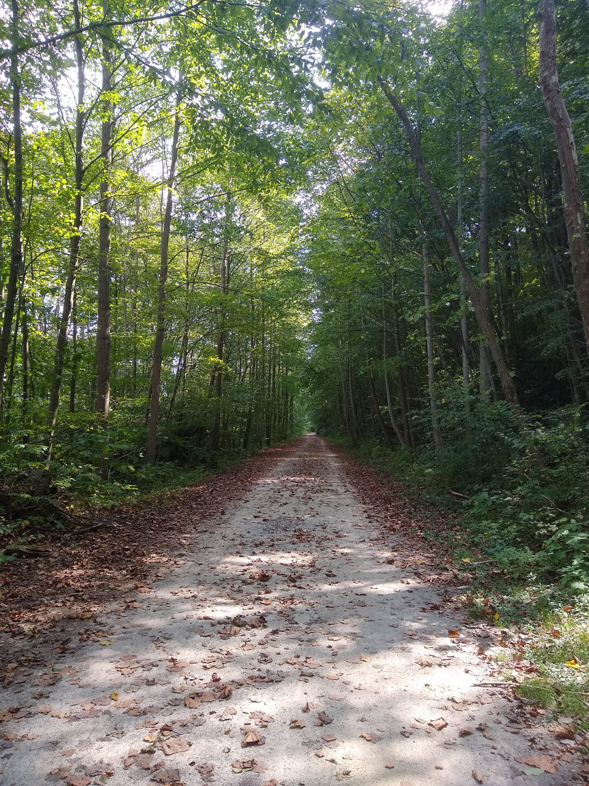 A path leading straight ahead through some woods. The trees are still green, but fallen leaves line the edges of the path.